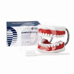 MODÈLE DE DÉMONSTRATION AVEC BROSSE À DENTS - LA BROSSE À DENTS