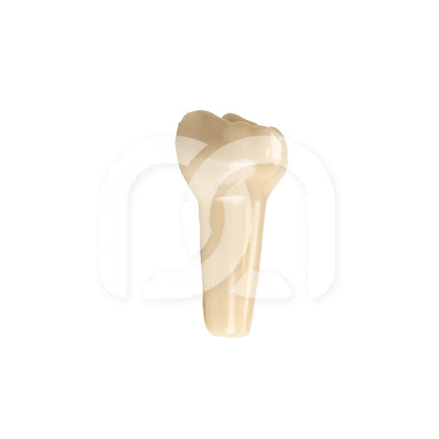 DENTS POUR MODÈLE FRASACO ANKA-4