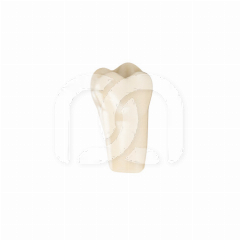 DENTS POUR MODÈLE FRASACO AG-3